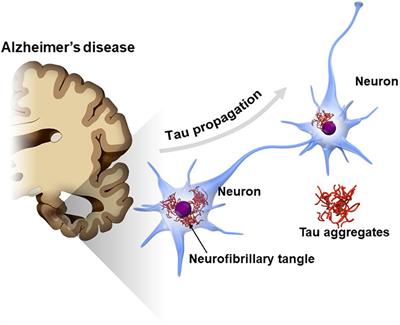 Tau Propagation as a Diagnostic and Therapeutic Target for Dementia: Potentials and Unanswered Questions